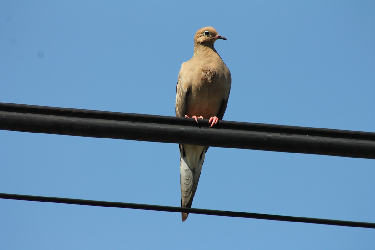 Mourning Dove - ML638071900
