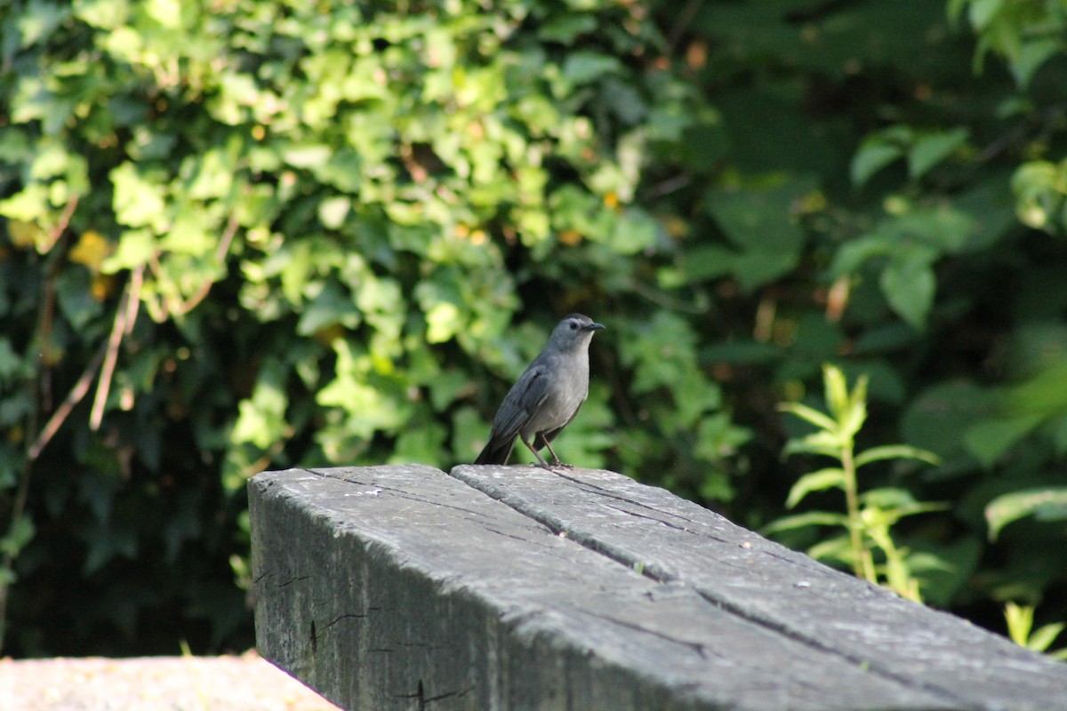 Gray Catbird - ML638071908