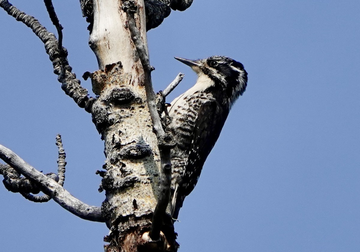 American Three-toed Woodpecker - ML638071942
