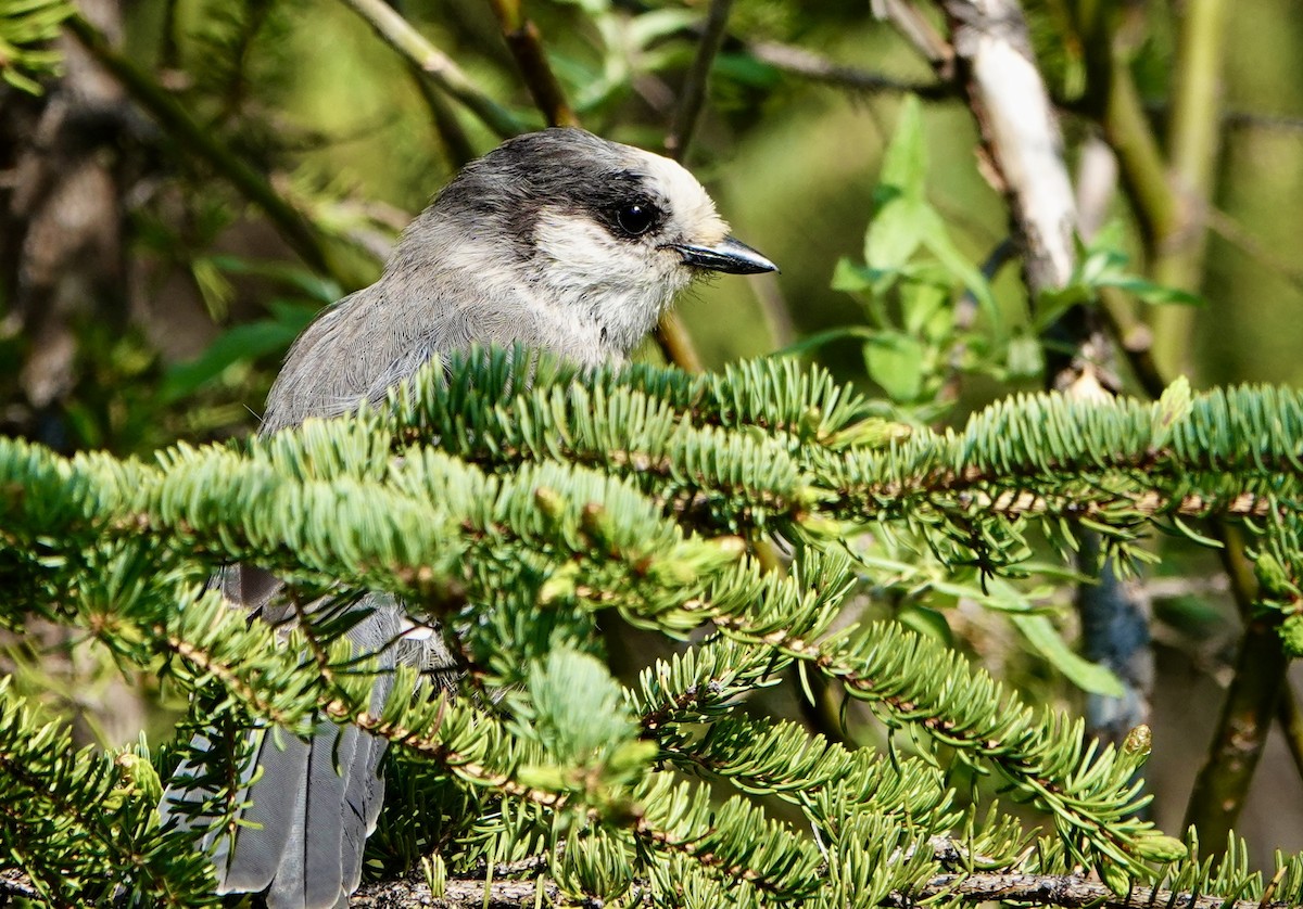 Canada Jay - ML638071963