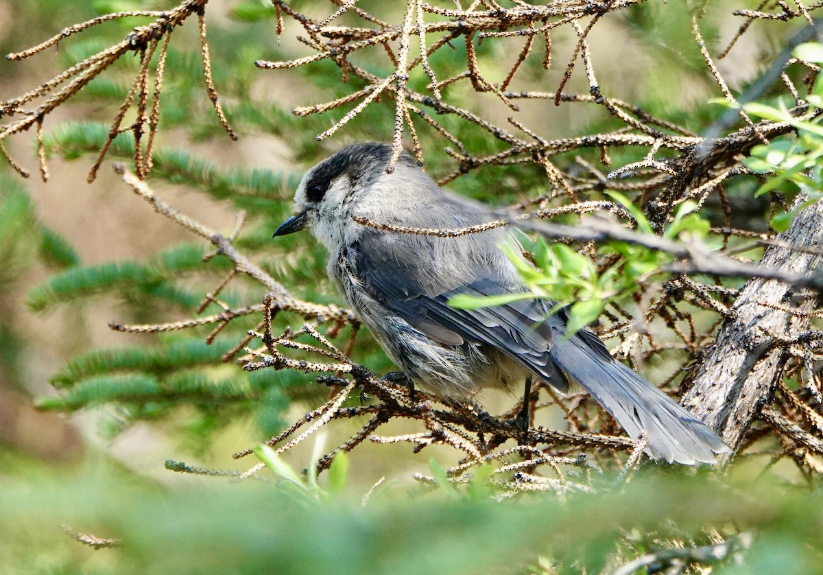 Canada Jay - ML638071964