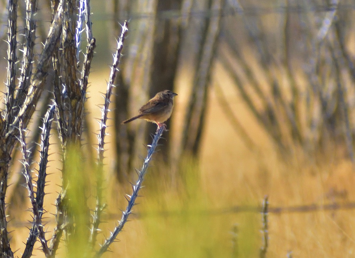 Botteri's Sparrow - ML638071987