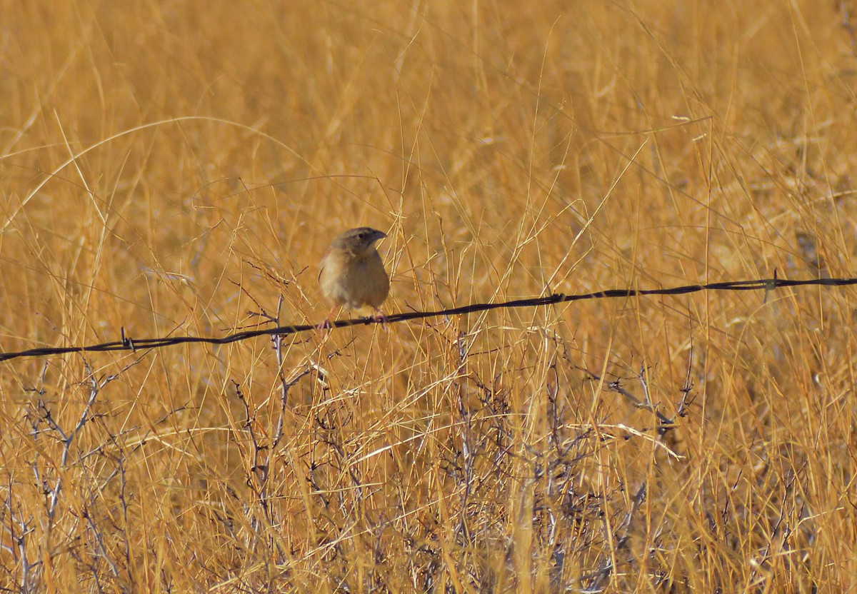 Botteri's Sparrow - ML638071991