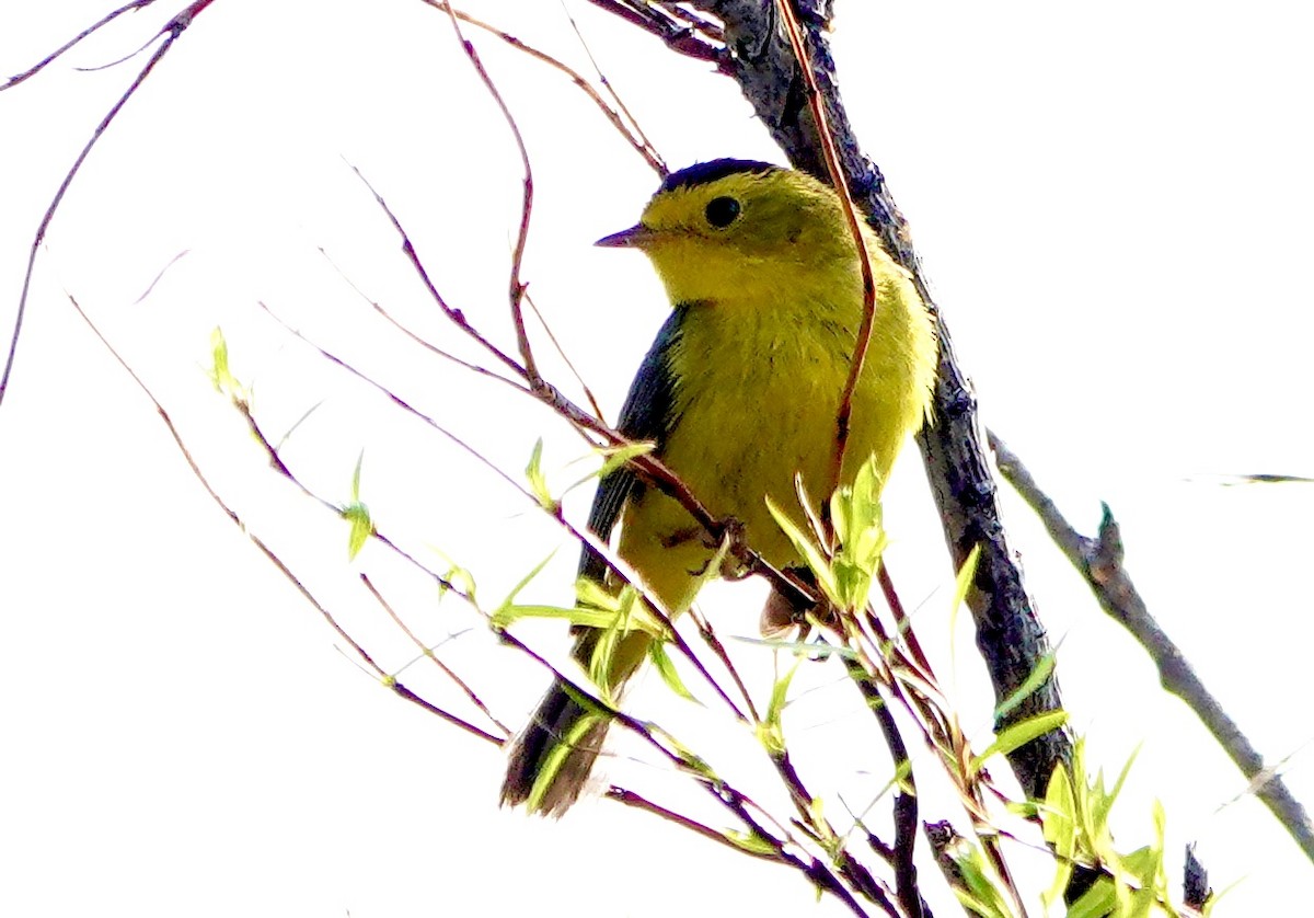 Wilson's Warbler - ML638072018