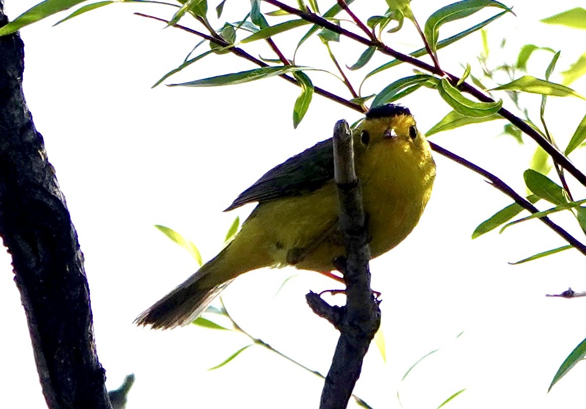Wilson's Warbler - ML638072019