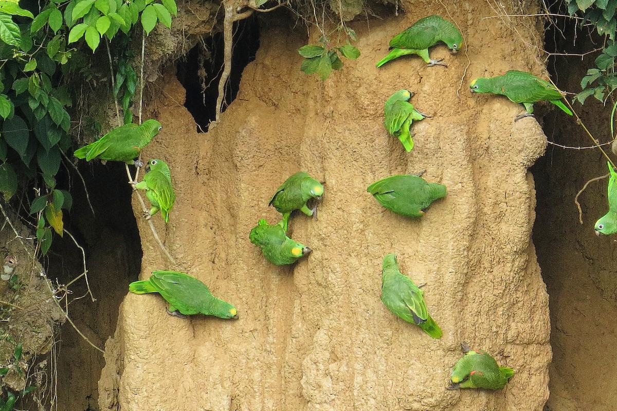 Yellow-crowned Amazon - ML638072062
