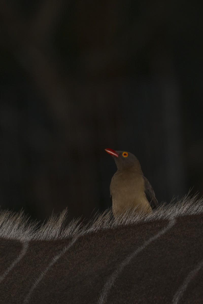 Red-billed Oxpecker - ML638072090