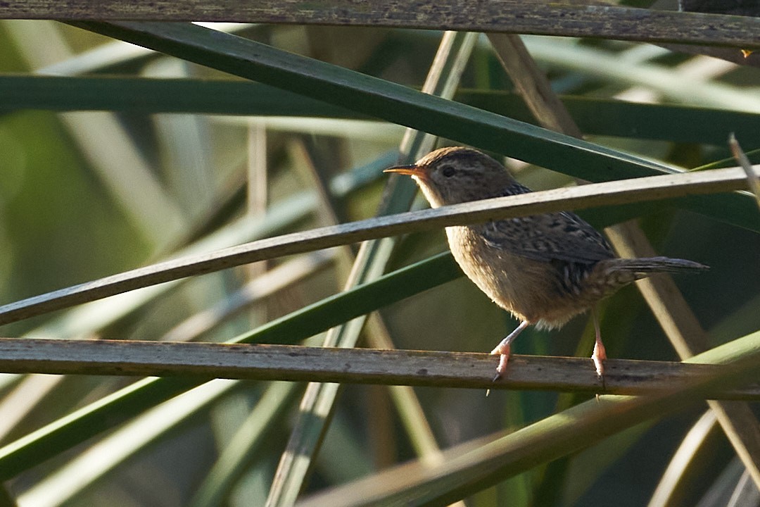 Grass Wren - ML638072096