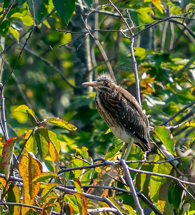 Green Heron - ML638072109