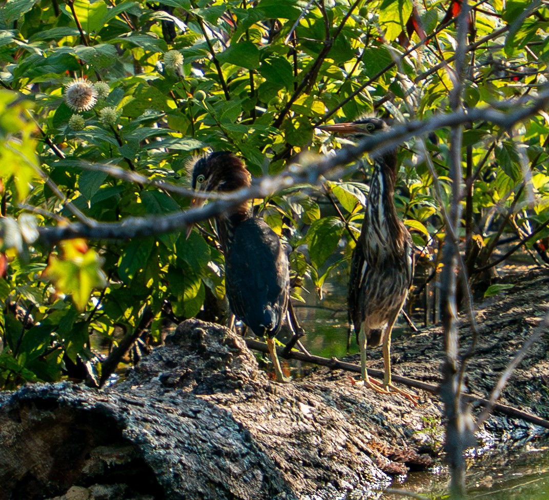 Green Heron - ML638072116