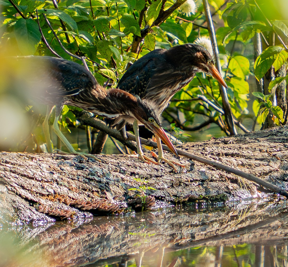 Green Heron - ML638072121