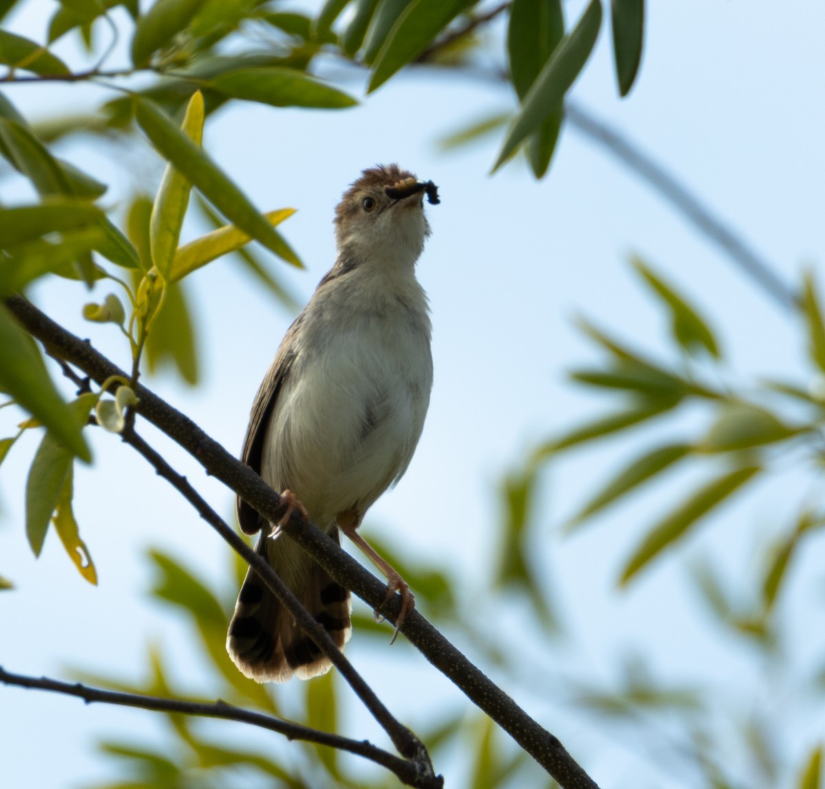 Rattling Cisticola - ML638072280
