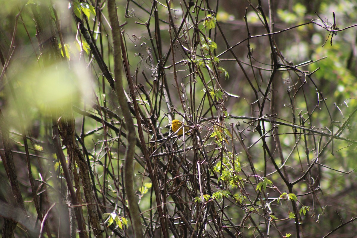 Yellow Warbler (Northern) - ML638072293