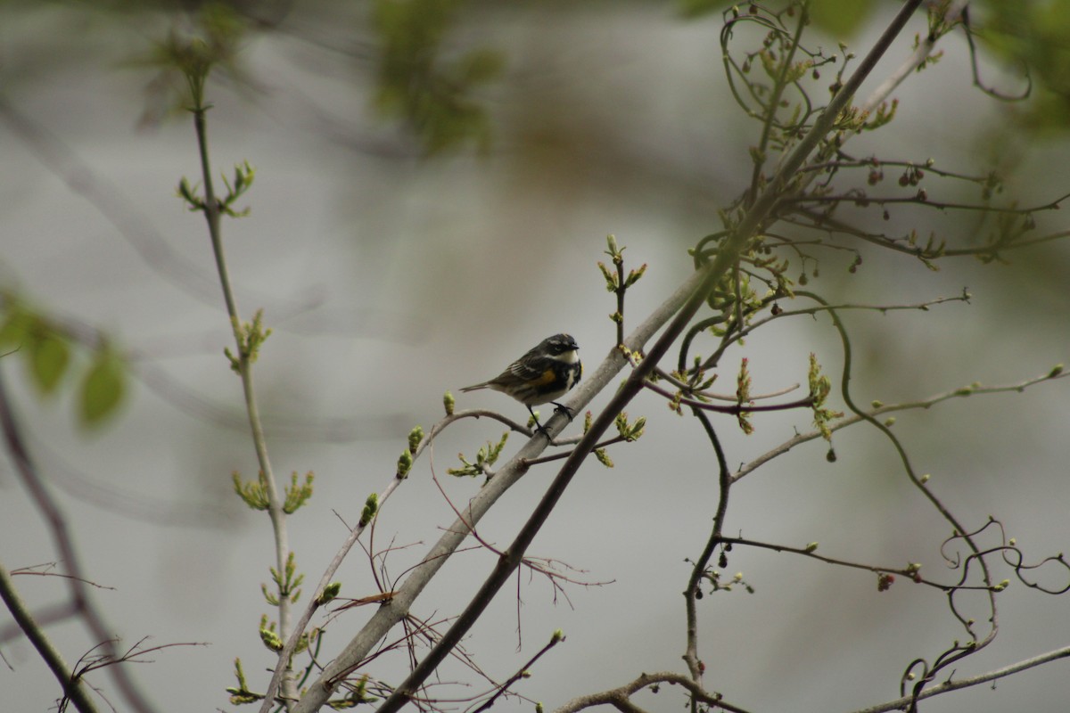 Yellow-rumped Warbler - ML638072307