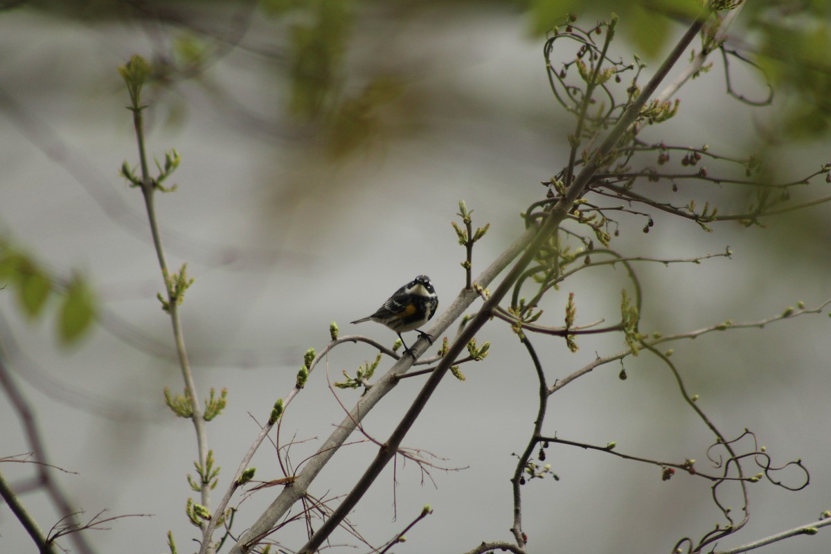 Yellow-rumped Warbler - ML638072308