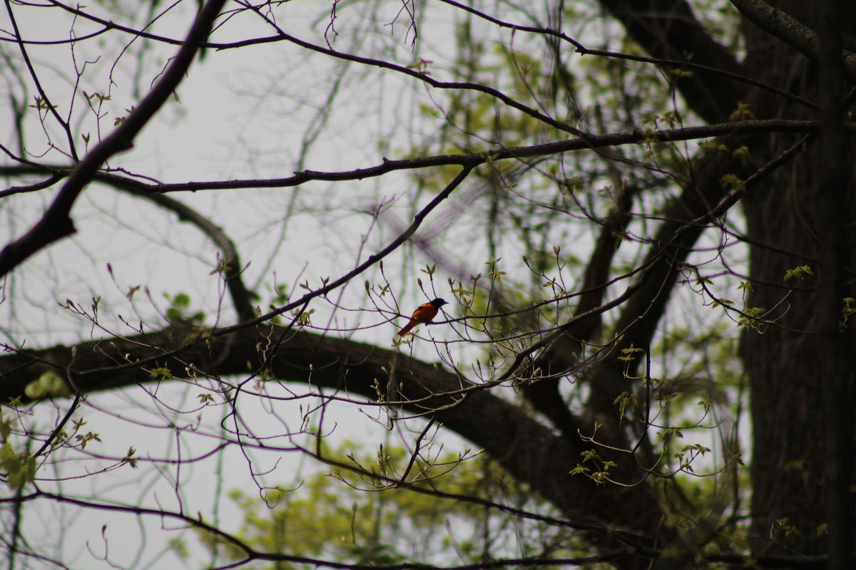 Baltimore Oriole - ML638072336