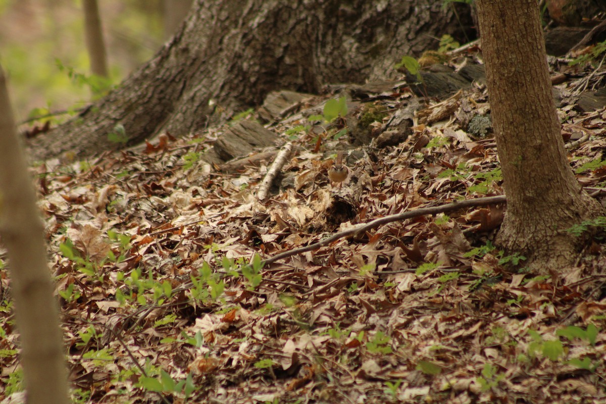 Carolina Wren - ML638072367