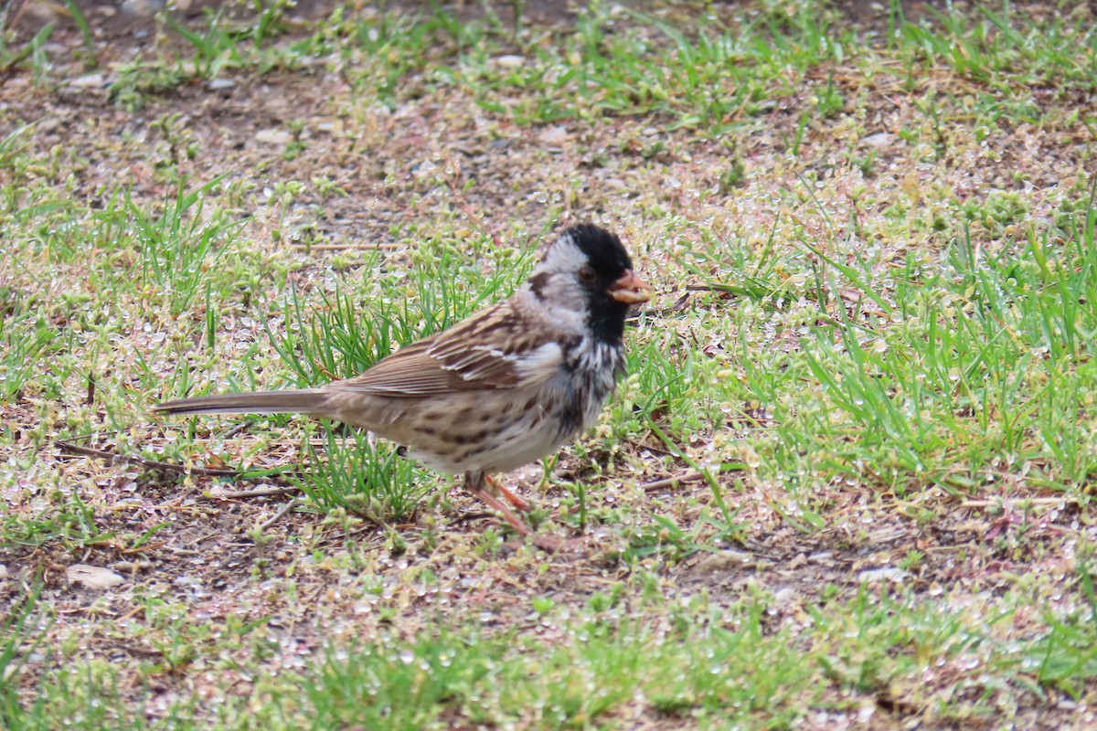 Harris's Sparrow - ML638072379