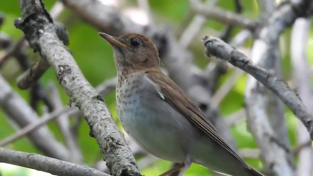 Veery - ML638072380