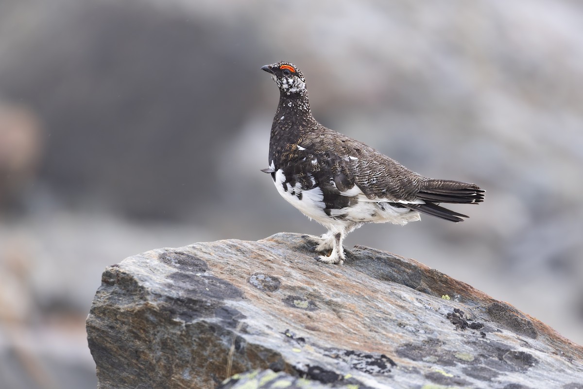 Rock Ptarmigan - ML638072393