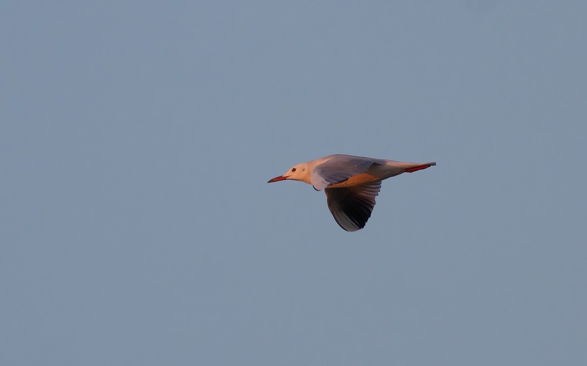 Slender-billed Gull - ML638072398