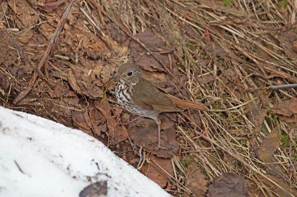 Hermit Thrush - ML638072405