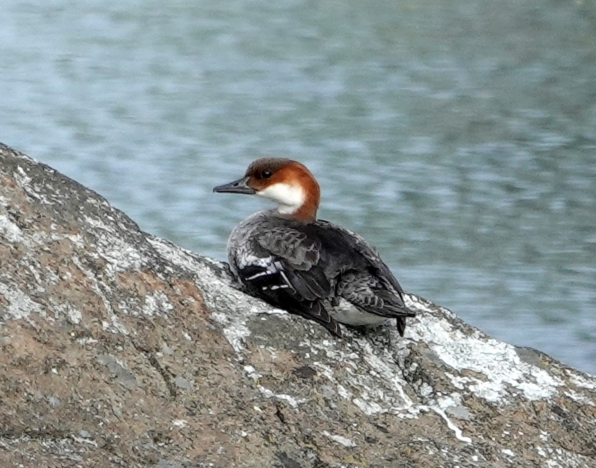 Smew - ML638072410