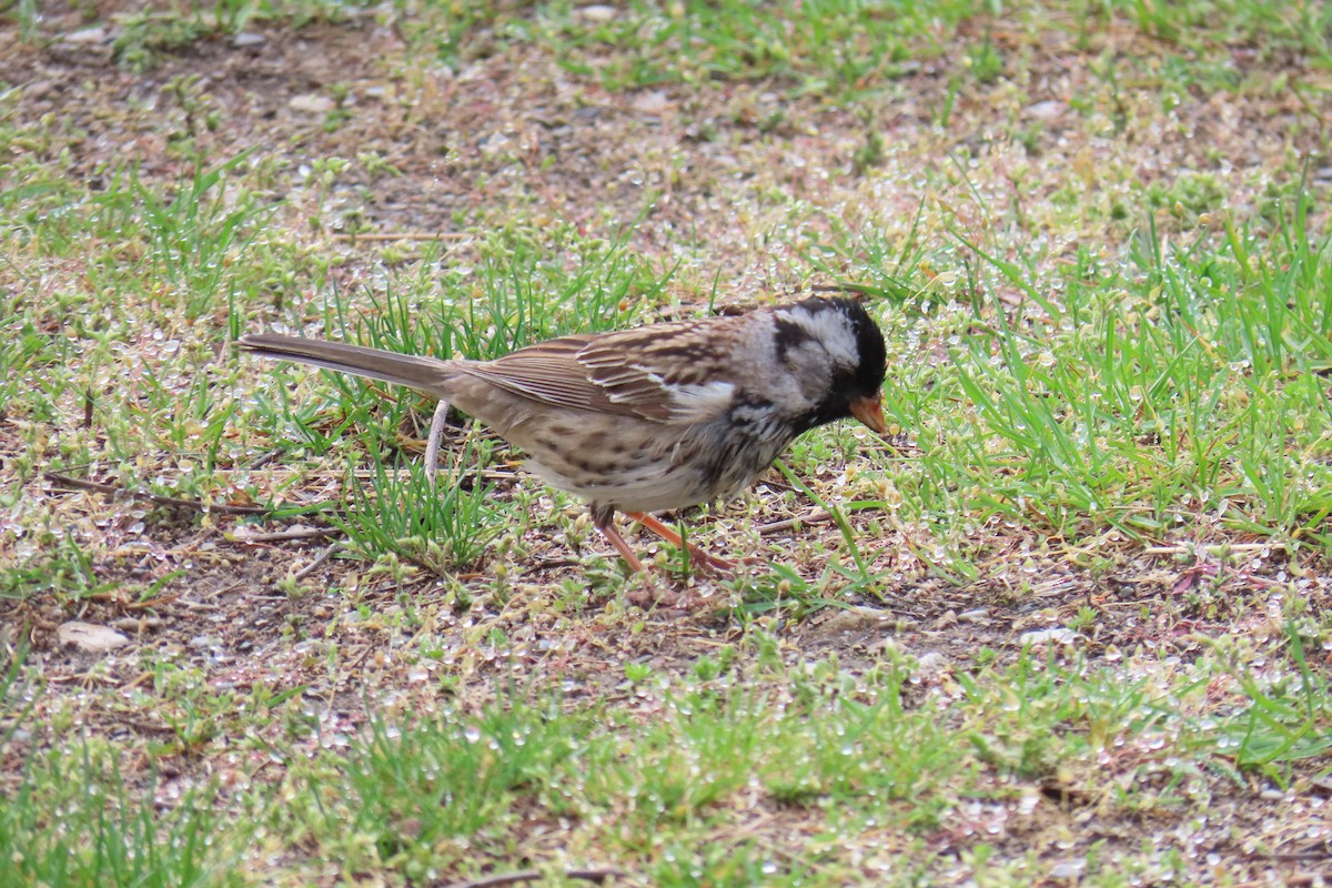 Harris's Sparrow - ML638072432
