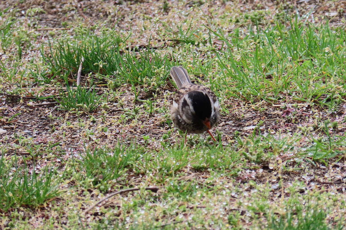 Harris's Sparrow - ML638072435