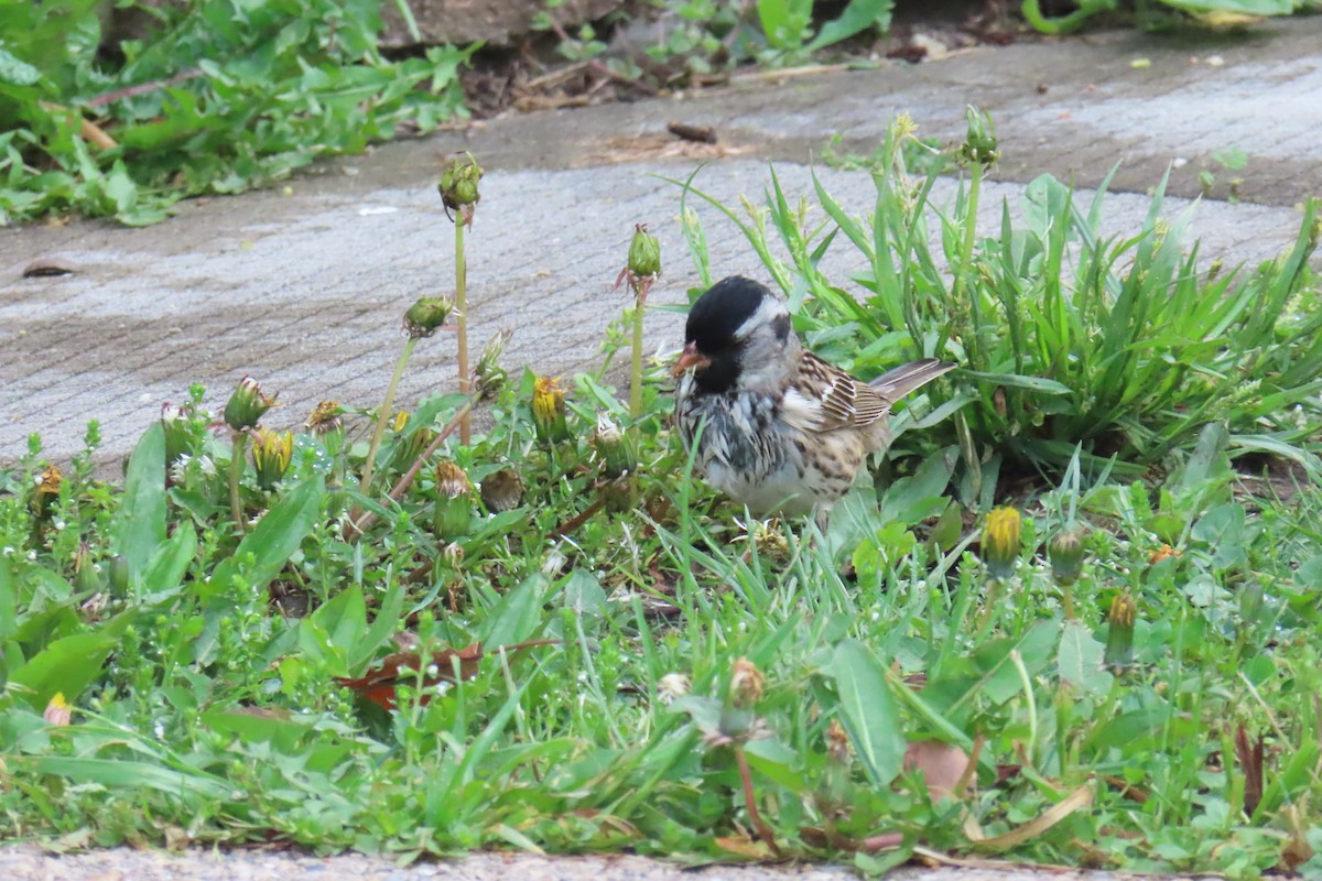 Harris's Sparrow - ML638072437