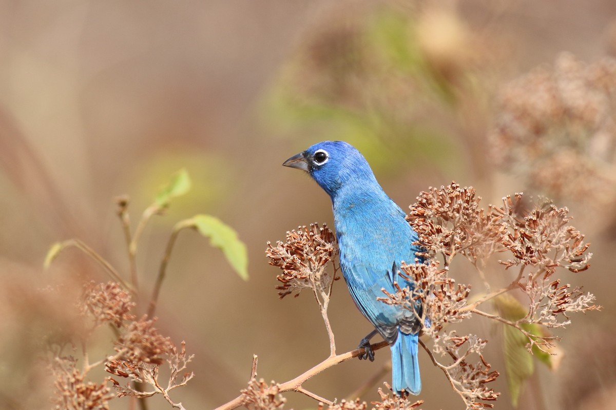Rose-bellied Bunting - ML638072443