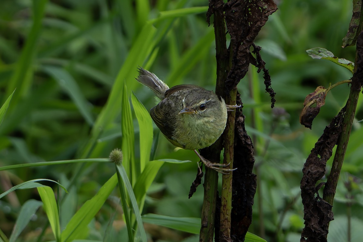 Aberrant Bush Warbler - ML638072449