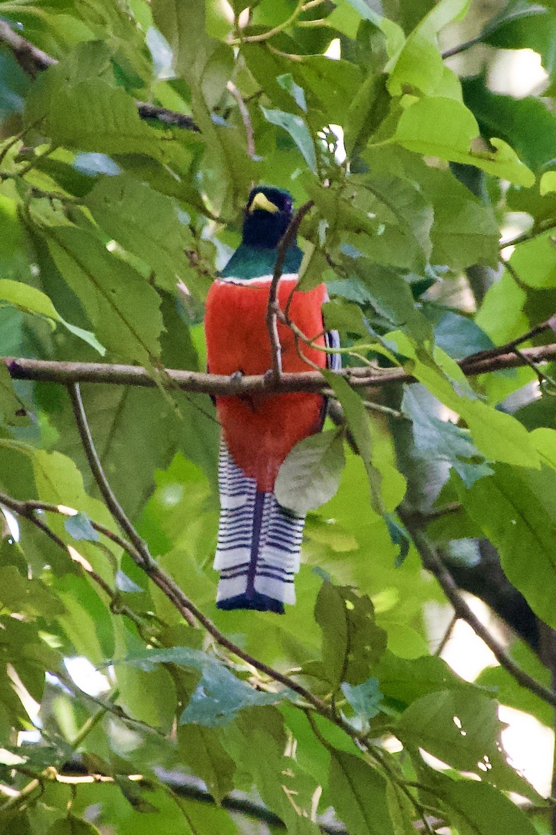 Collared Trogon - ML638072454