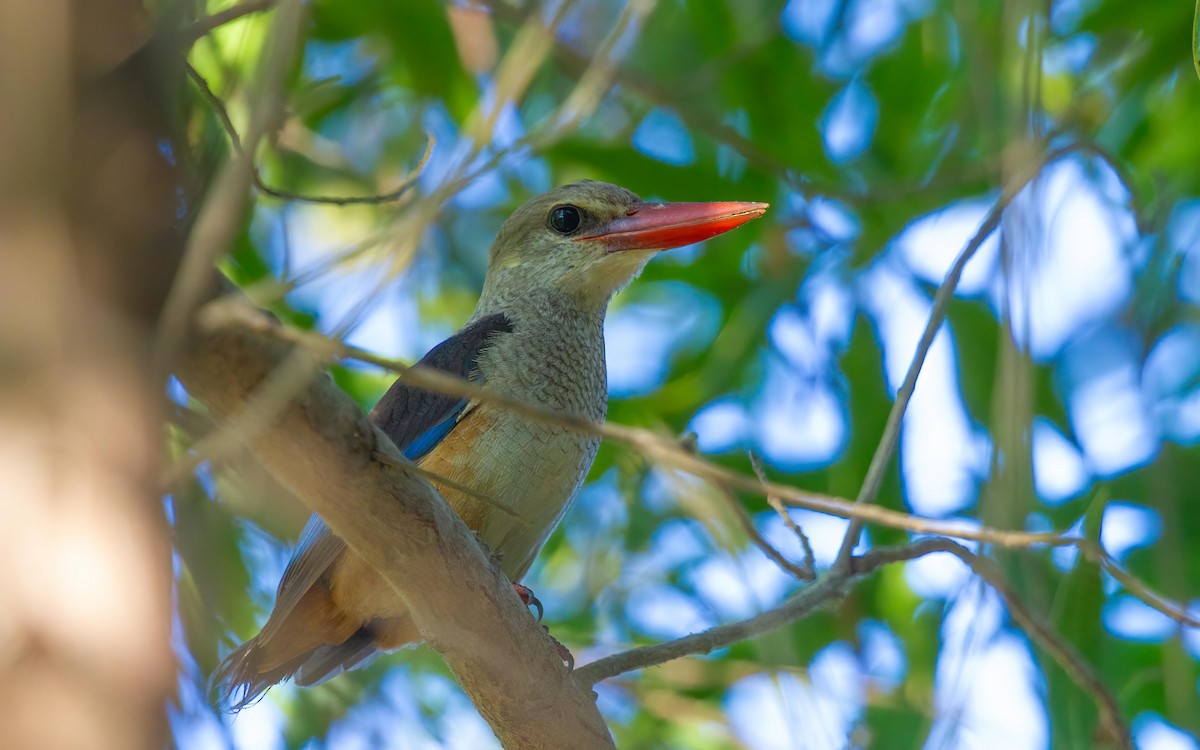Gray-headed Kingfisher - ML638072525