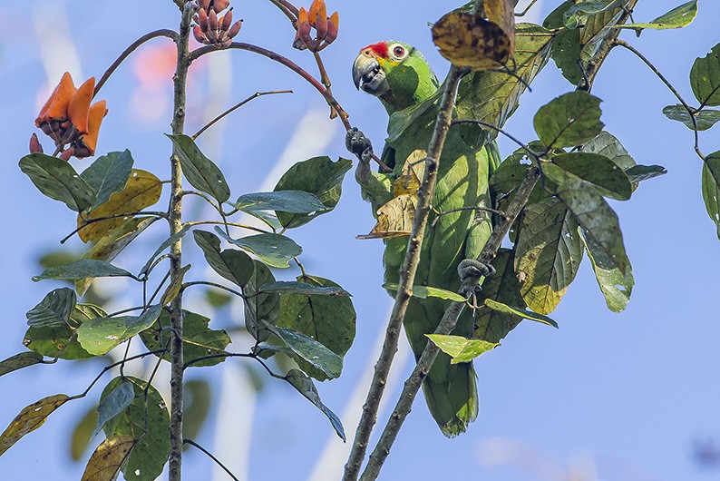 Red-lored Amazon - ML638072566