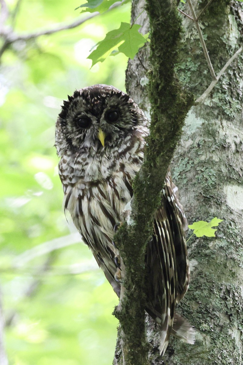 Barred Owl - ML638072659
