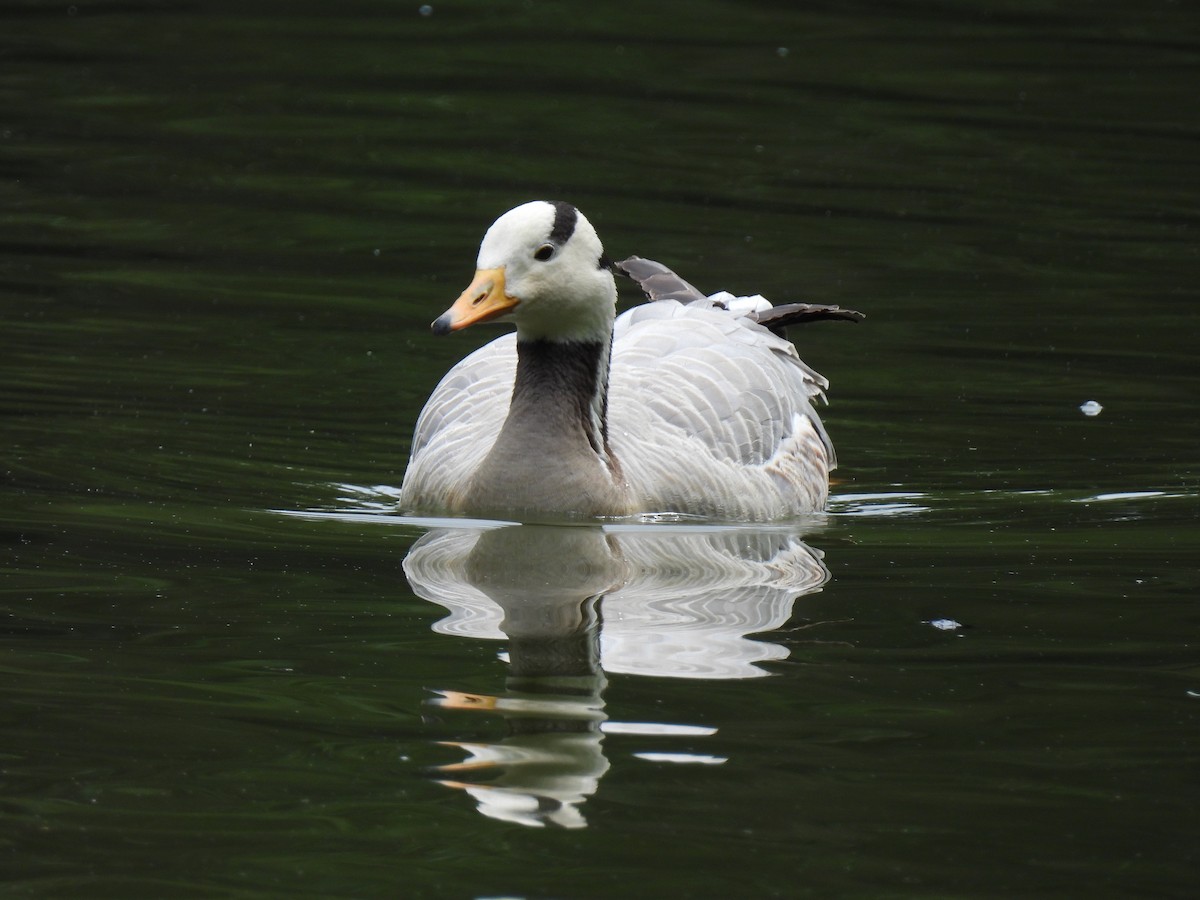 Bar-headed Goose - ML638072757