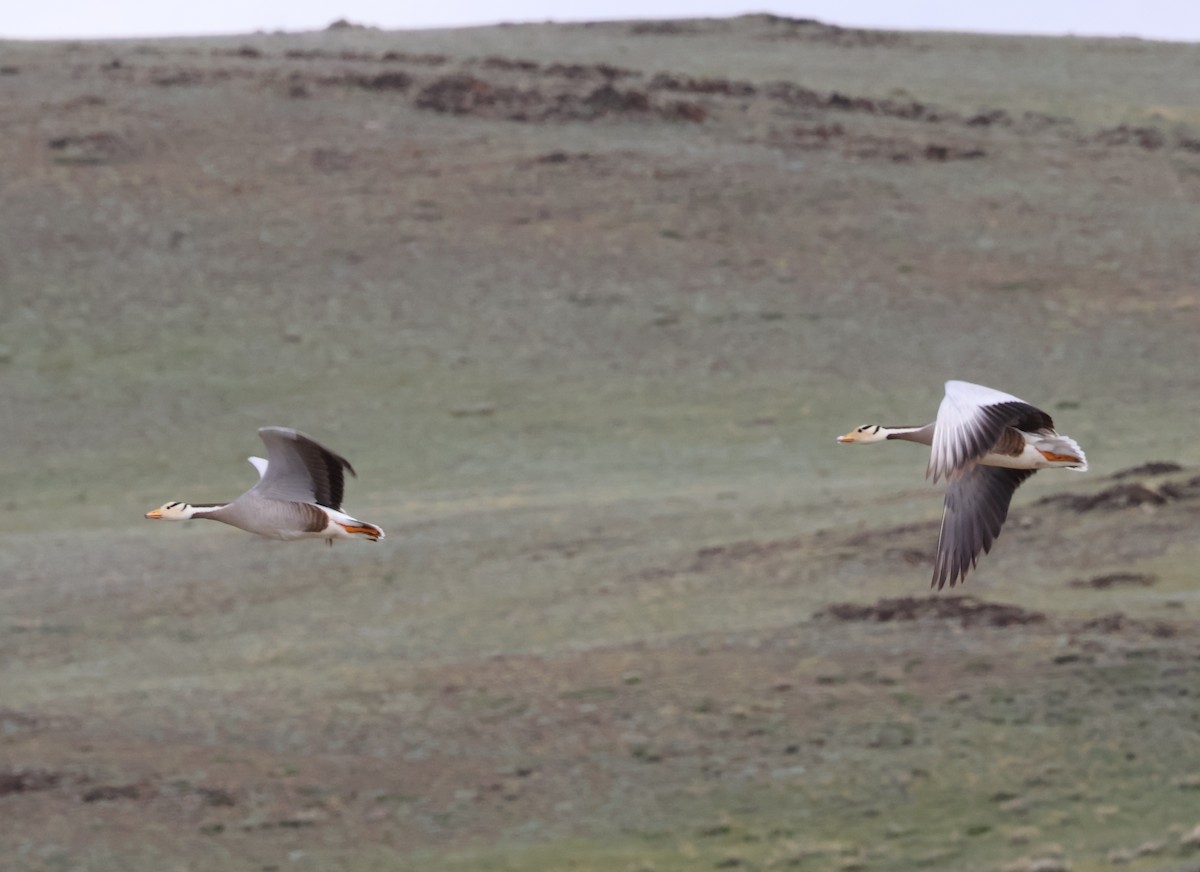 Bar-headed Goose - ML638072778