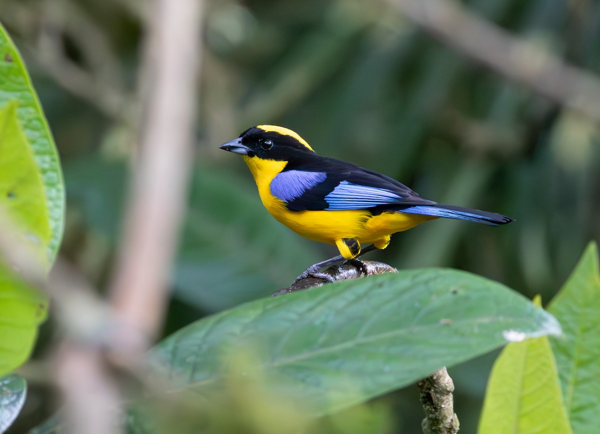Blauflügel-Bergtangare - ML638072790