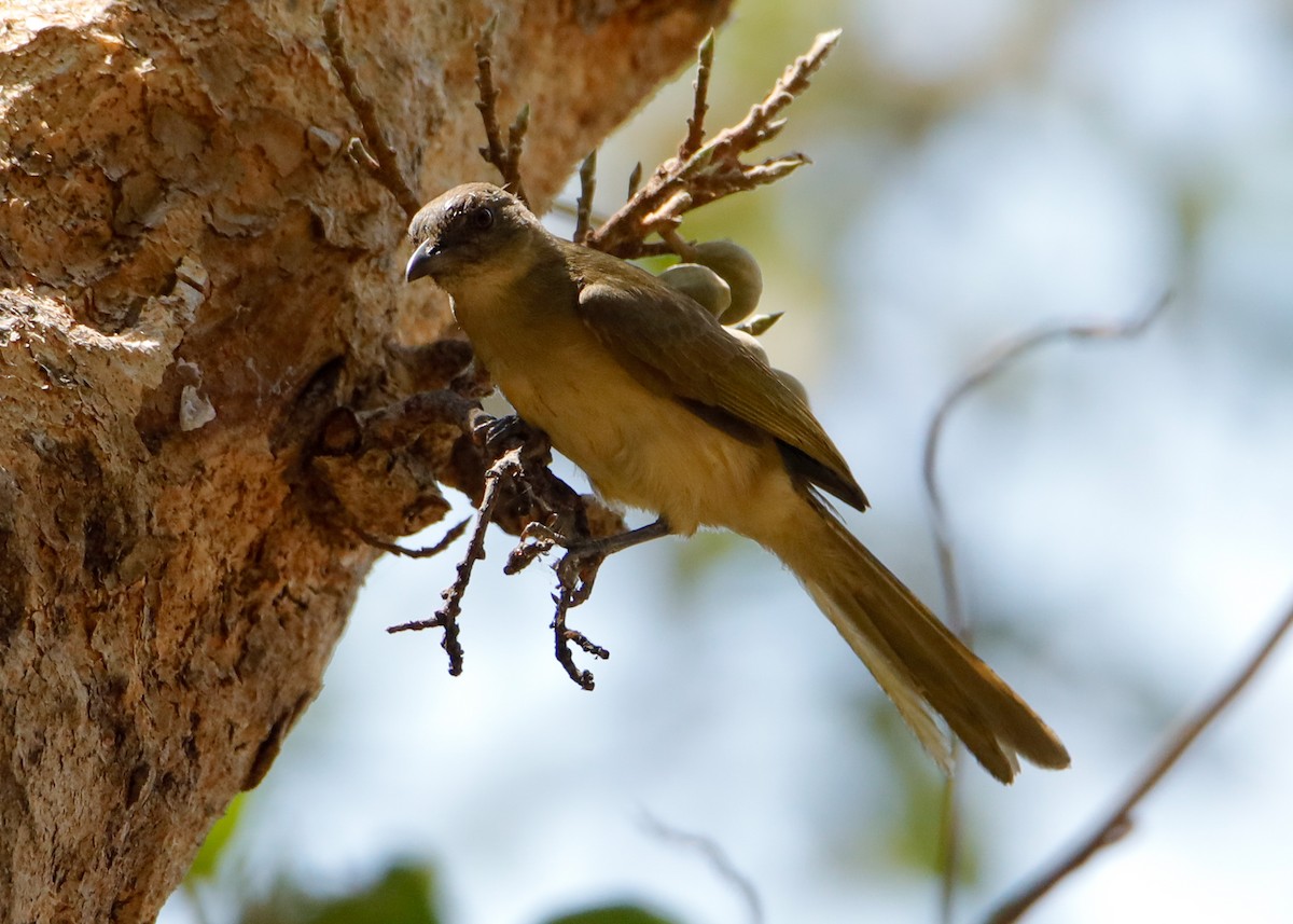 Yellow-bellied Greenbul - ML638072796