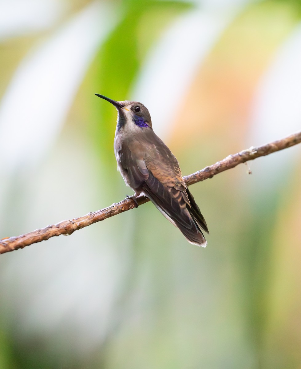 Brown Violetear - ML638072798