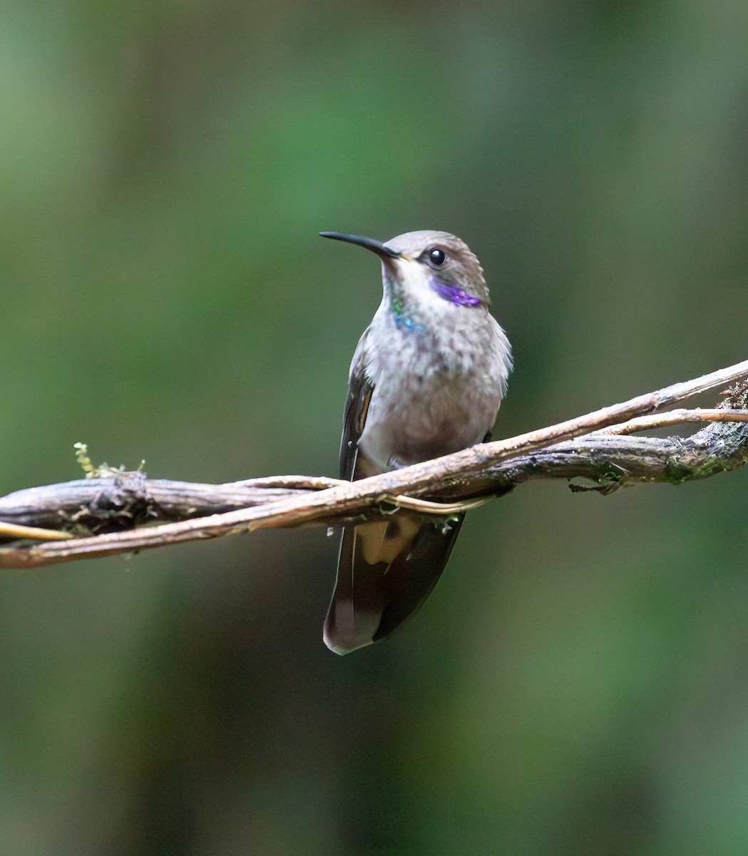 Brown Violetear - ML638072799