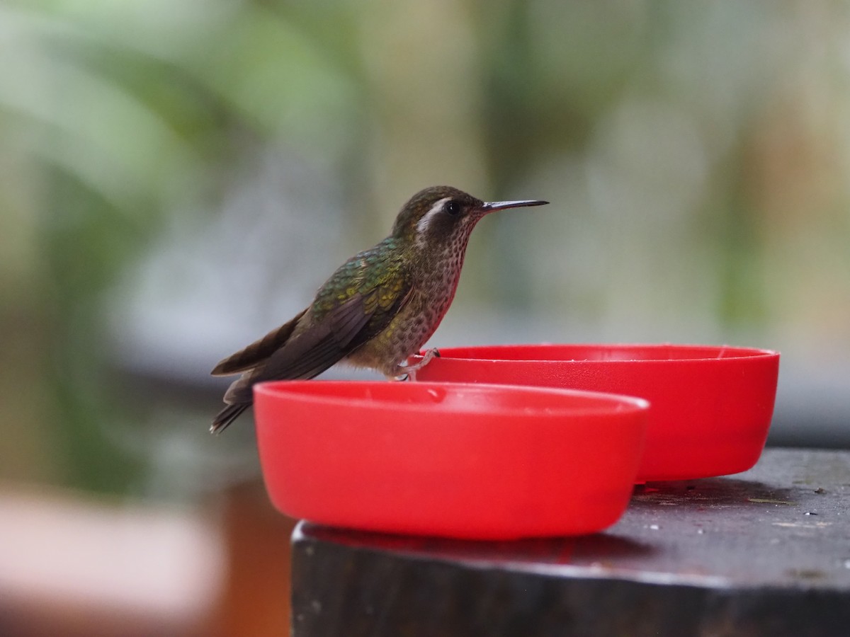 Speckled Hummingbird - ML638072823