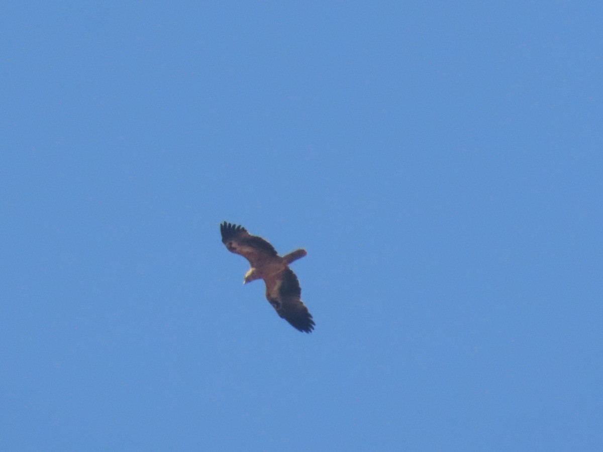 Spanish Eagle - ML638072846