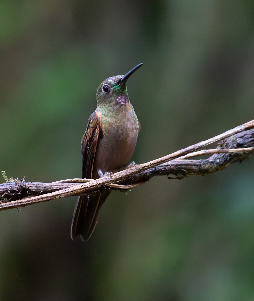 Fawn-breasted Brilliant - ML638072848