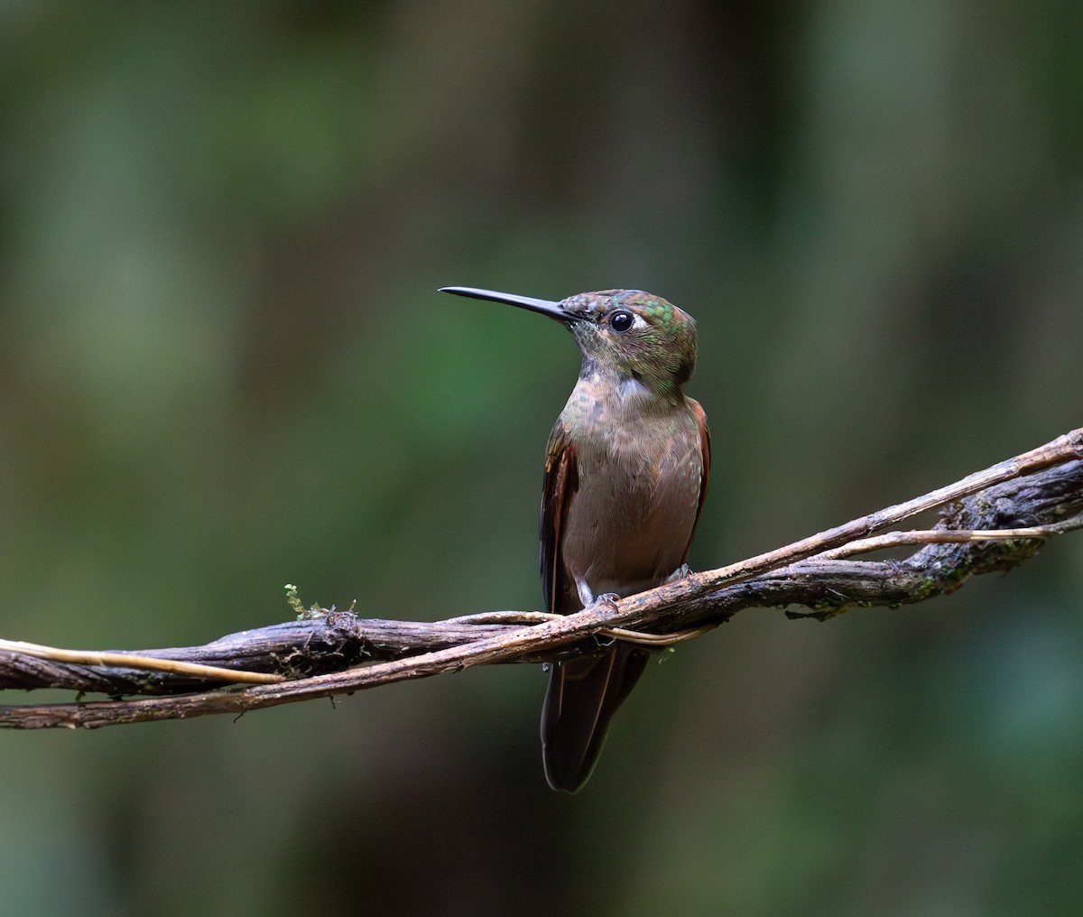 Fawn-breasted Brilliant - ML638072849