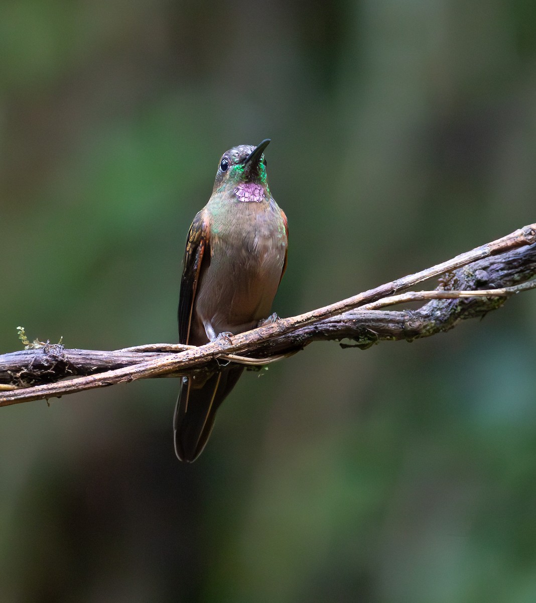 Fawn-breasted Brilliant - ML638072850
