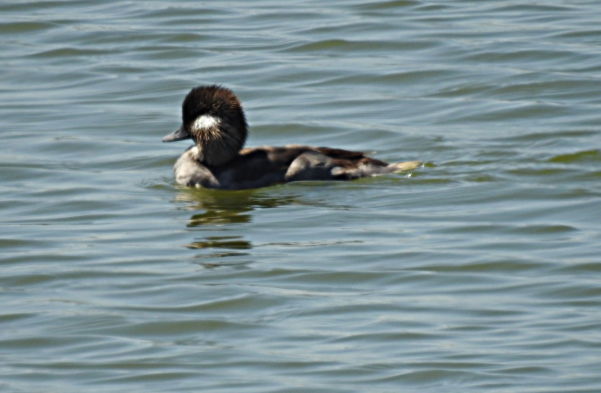 Bufflehead - ML638072856