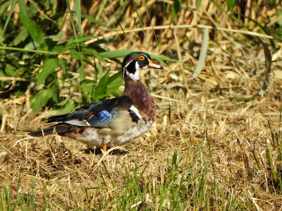 Wood Duck - ML638072863
