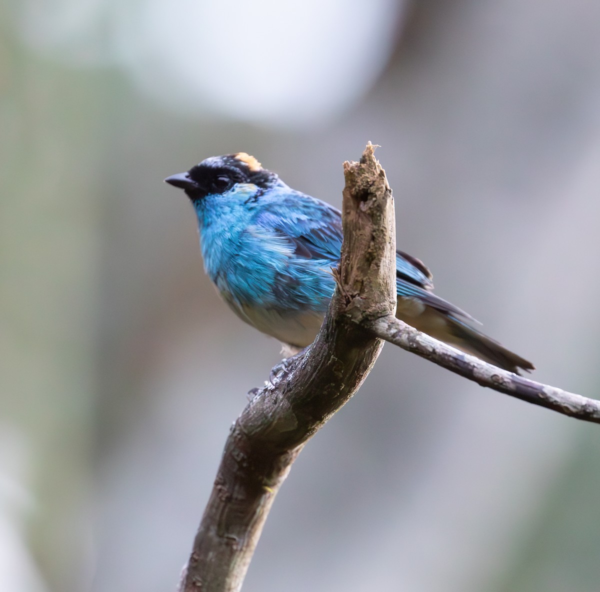 Golden-naped Tanager - ML638072870
